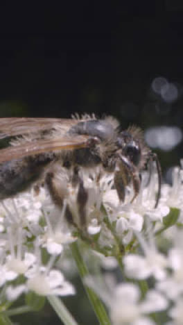 Vertical-Video-Close-Up-Of-Bee-On-Flower-Collecting-Nectar-UK-Countryside-2